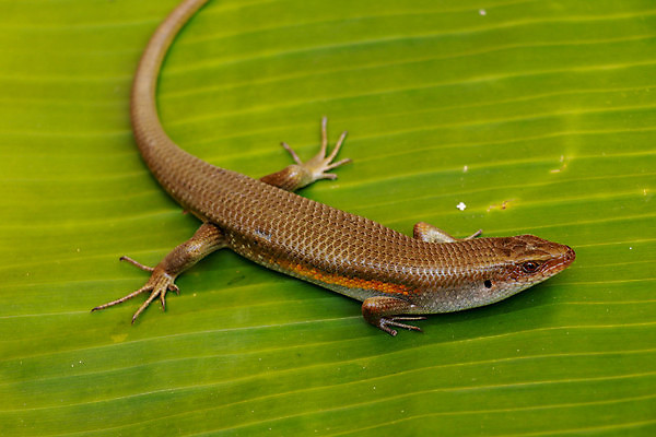 포토 JPG 해외이미지 나무 동물 아시아 야생동물 백그라운드 파충류 태국 자연 생물 동양인 사람없음 야외 빨간색 초록색 컬러풀 태양 갈색 노란색 정원 검은색 줄무늬 주름 황금 숲 작음 피부 묘사 질감 꼬리 도마뱀 인도네시아 육식동물 동쪽 내추럴 동물상 해외포토 자연요소 식물 나라 컬러 무늬 인종 신체부위 조형물 크기 방향 생태계 파일형식 이미지허브