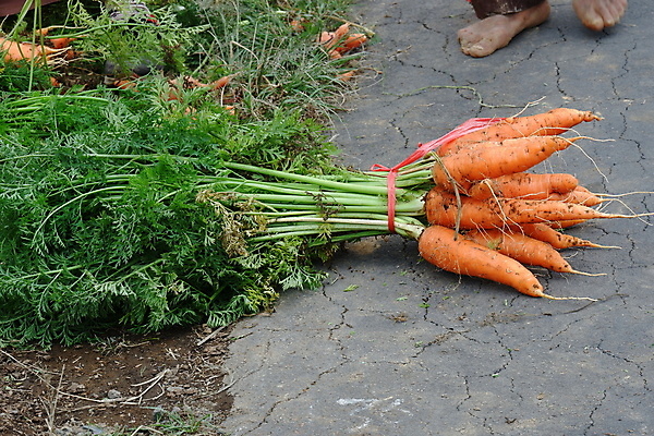 포토 JPG 해외이미지 주간 손 야외 신체부위 농사 농부 해외포토 자연요소 직업 농업 사람 파일형식 이미지허브
