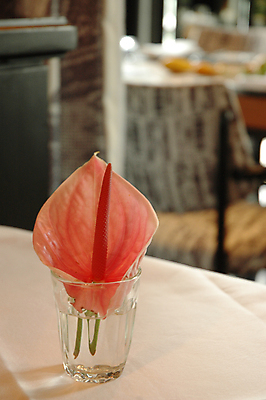 포토 JPG 해외이미지 모양 식물 꽃잎 꽃 줄기 잎 꽃무늬 자연 사람없음 초록색 뷰티 정원 보라색 벚꽃 흰색 나뭇가지 신선 플라밍고 스파이크 내추럴 이국적 해외포토 나무 컬러 무늬 조류 생태계 파일형식 이미지허브