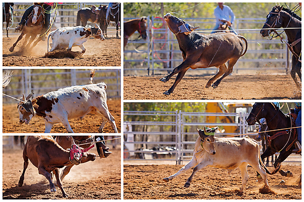포토 JPG 해외이미지 동물 문화 밧줄 스포츠 포즈 모션 자연 사람없음 달리기 가축 경쟁 경기장 공연 운전 시골 승마 카우보이 호주 승차 익스트림스포츠 속도 황소 쇼 먼지 모음 로데오 송아지 라이더 서쪽 토너먼트 해외포토 줄 새끼 컨셉 스포츠시설 이벤트 소 오세아니아 방향 생태계 파일형식 이미지허브