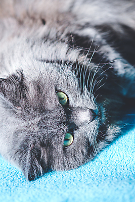 포토 JPG 해외이미지 동물 긴머리 응시 여자 얼굴 포유류 휴식 영국 수염 주택 털 피곤 사랑 사람없음 파란색 반려동물 머리 귀여움 고양이 가축 회색 담요 모피 부드러움 솜털 게으름 거짓말 기르기 안락 해외포토 헤어스타일 시선 감정 유럽 컬러 컨셉 사람 건물 신체부위 감각 돌봄 파일형식 이미지허브