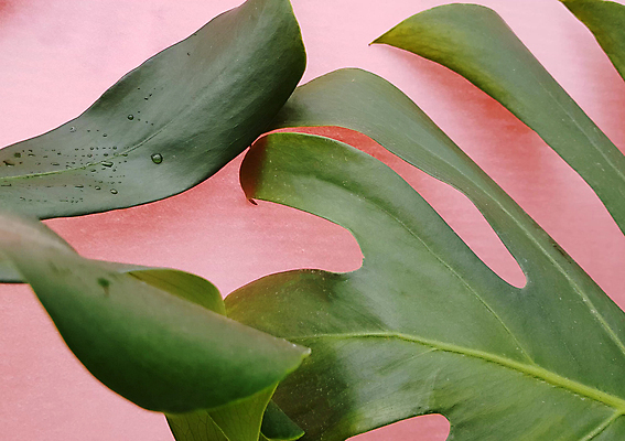 포토 JPG 해외이미지 나무 식물 디자인 꽃 벽 분홍색 여행 백그라운드 이동 잎 꽃무늬 패턴 자연 탁자 손바닥 그림자 사람없음 장식 초록색 여름 컬러풀 정원 검은색 어둠 봄 방 성장 나뭇가지 내추럴 온실 이국적 스타일 해외포토 손 계절 컬러 가구 컨셉 무늬 생태계 파일형식 이미지허브