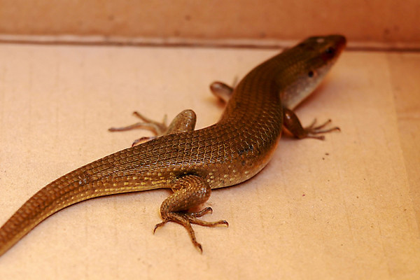 포토 JPG 해외이미지 동물 아시아 야생동물 백그라운드 파충류 태국 자연 생물 저울 동양인 사람없음 야외 초록색 태양 갈색 머리 환경 정원 줄무늬 흰색 황금 숲 인도인 피부 질감 눈금 생물학 꼬리 도마뱀 육식동물 내추럴 동물상 해외포토 자연요소 외국인 교육 나라 컬러 무늬 인종 신체부위 조형물 생태계 파일형식 이미지허브