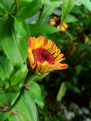 포토 JPG 해외이미지 식물 디자인 공원 꽃잎 꽃 분홍색 백그라운드 잎 꽃무늬 오렌지 자연 추상 국화 사람없음 야외 장식 빨간색 초록색 여름 컬러풀 태양 뷰티 노란색 정원 보라색 봄 벚꽃 신선 개화 원예 내추럴 강렬 여의주 해외포토 자연요소 계절 공공시설 컬러 무늬 과일 취미 생태계 파일형식 이미지허브