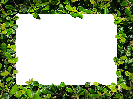 포토 JPG 해외이미지 식물 템플릿 편집 디자인 배너 종이 백그라운드 컨셉 단풍 잎 텍스트 자연 추상 아이디어 프레임 액자틀 사람없음 가로 초록색 컬러풀 우주 환경 칠판 화목 공백 흰색 신선 신용카드 그림 질감 레이아웃 초대 위치 시트 직사각형 내추럴 그리너리 해외포토 도형 컬러 액자 무늬 틀 금융 생태계 파일형식 트랜드컬러 이미지허브