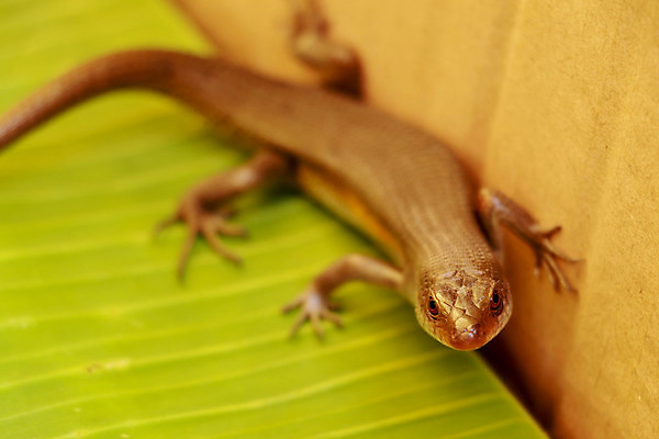 포토 JPG 해외이미지 동물 아시아 야생동물 백그라운드 파충류 태국 자연 생물 저울 동양인 사람없음 야외 초록색 태양 갈색 머리 환경 정원 줄무늬 흰색 황금 숲 인도인 피부 질감 눈금 생물학 꼬리 도마뱀 육식동물 내추럴 동물상 해외포토 자연요소 외국인 교육 나라 컬러 무늬 인종 신체부위 조형물 생태계 파일형식 이미지허브