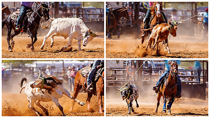 포토 JPG 해외이미지 동물 문화 밧줄 스포츠 포즈 모션 자연 사람없음 달리기 가축 경쟁 경기장 공연 운전 시골 승마 카우보이 호주 승차 익스트림스포츠 속도 황소 쇼 먼지 모음 로데오 송아지 라이더 서쪽 토너먼트 해외포토 줄 새끼 컨셉 스포츠시설 이벤트 소 오세아니아 방향 생태계 파일형식 이미지허브