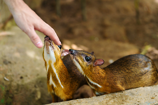 포토 JPG 해외이미지 동물 계절 공원 여자 남자 아시아 야생동물 백그라운드 포유류 태국 자연 사슴 털 뿔 동물원 동양인 사람없음 야외 초록색 반사 갈색 흰색 황무지 쥐 숲 작음 열대우림 사파리 싱글 꼬리 사냥 내추럴 경보 삼림지대 전국 해외포토 공공시설 나라 컬러 사람 인종 설치류 크기 생태계 파일형식 이미지허브