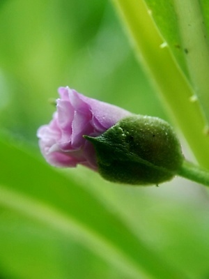 포토 JPG 해외이미지 식물 꽃잎 꽃 줄기 분홍색 꽃다발 백그라운드 잎 2 꽃무늬 채소 자연 함께함 사람없음 빨간색 초록색 여름 컬러풀 뷰티 정원 보라색 성장 벚꽃 신선 개화 허브 내추럴 강렬 추출 해외포토 계절 컬러 컨셉 무늬 생태계 파일형식 이미지허브