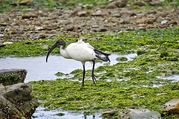 포토 JPG 해외이미지 동물 야생동물 날개 아프리카 자연 조류 사람없음 뷰티 환경 다양 보호 깃털 환경보전 생태계 생물학 부리 서식지 남아프리카 동물상 보호구역 생태학 해외포토 교육 나라 다수 컨셉 조형물 사회이슈 구역 파일형식 이미지허브