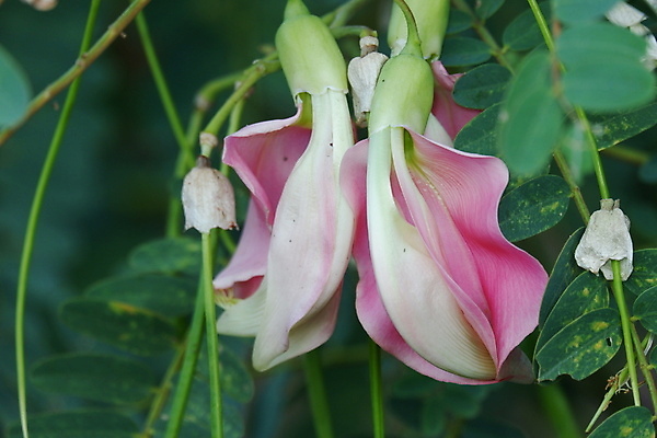 포토 JPG 해외이미지 나무 식물 전통 꽃잎 꽃 음식 백그라운드 잎 꽃무늬 채소 재료 자연 건강 사람없음 야외 빨간색 초록색 뷰티 정원 성장 벚꽃 흰색 나뭇가지 신선 그룹 닫기 허브 유기농 날것 섬유 내추럴 고립 채식주의자 해외포토 웰빙 컬러 무늬 모션 직물 생태계 채식 파일형식 이미지허브