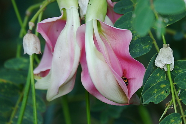 포토 JPG 해외이미지 나무 식물 전통 꽃잎 꽃 음식 백그라운드 잎 꽃무늬 채소 재료 자연 건강 사람없음 야외 빨간색 초록색 뷰티 정원 성장 벚꽃 흰색 나뭇가지 신선 그룹 닫기 허브 유기농 날것 섬유 내추럴 고립 채식주의자 해외포토 웰빙 컬러 무늬 모션 직물 생태계 채식 파일형식 이미지허브