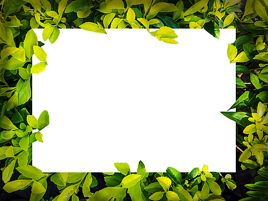 포토 JPG 해외이미지 식물 템플릿 편집 디자인 배너 종이 백그라운드 컨셉 단풍 잎 텍스트 자연 추상 아이디어 프레임 액자틀 사람없음 가로 초록색 컬러풀 우주 환경 칠판 화목 공백 가을 흰색 신선 신용카드 그림 질감 레이아웃 초대 위치 시트 직사각형 내추럴 그리너리 해외포토 도형 계절 컬러 액자 무늬 틀 금융 생태계 파일형식 트랜드컬러 이미지허브