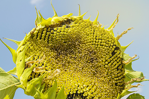 포토 JPG 해외이미지 주간 해바라기 사람없음 야외 해외포토 자연요소 꽃 파일형식 이미지허브