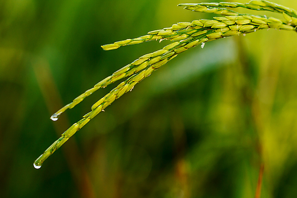 포토 JPG 해외이미지 식물 계절 아시아 음식 줄기 잎 농업 태국 자연 밥 건조 씨앗 동양인 사람없음 야외 초록색 경제 농작물 농장 농경지 갈색 노란색 수확 성장 껍질 시골 황금 낟알 시리얼 묘사 유기농 라오스 말레이시아 논밭 숙성 해외포토 웰빙 나라 산업 컬러 밭 논 인종 생태계 파일형식 이미지허브