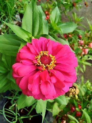 포토 JPG 해외이미지 식물 디자인 공원 꽃잎 꽃 분홍색 백그라운드 잎 꽃무늬 오렌지 자연 추상 국화 사람없음 야외 장식 빨간색 초록색 여름 컬러풀 태양 뷰티 노란색 정원 보라색 봄 벚꽃 신선 개화 원예 내추럴 강렬 여의주 해외포토 자연요소 계절 공공시설 컬러 무늬 과일 취미 생태계 파일형식 이미지허브