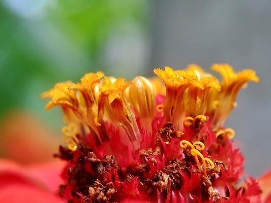 포토 JPG 해외이미지 식물 디자인 공원 꽃잎 꽃 분홍색 백그라운드 잎 꽃무늬 오렌지 자연 추상 국화 사람없음 야외 장식 빨간색 초록색 여름 컬러풀 태양 뷰티 노란색 정원 보라색 봄 벚꽃 신선 개화 원예 내추럴 강렬 여의주 해외포토 자연요소 계절 공공시설 컬러 무늬 과일 취미 생태계 파일형식 이미지허브