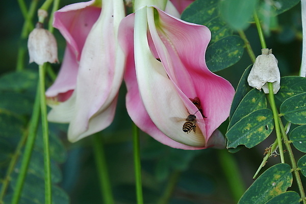 포토 JPG 해외이미지 나무 식물 전통 꽃잎 꽃 음식 백그라운드 잎 꽃무늬 채소 재료 자연 건강 사람없음 야외 빨간색 초록색 뷰티 정원 성장 벚꽃 흰색 나뭇가지 신선 그룹 닫기 허브 유기농 날것 섬유 내추럴 고립 채식주의자 해외포토 웰빙 컬러 무늬 모션 직물 생태계 채식 파일형식 이미지허브