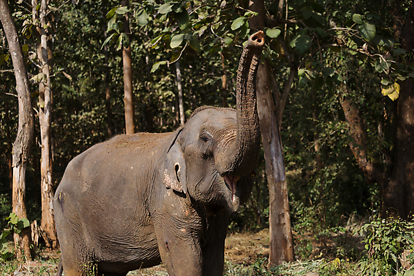 포토 JPG 해외이미지 동물 공원 아시아 야생동물 여행 포유류 자연 코끼리 주택 동양인 사람없음 야외 울타리 강 펜 마을 환경 동남아시아 목욕 보호 승차 숲 큼 인도인 대나무 라오스 멸종 숨김 내추럴 보호구역 지능 해외포토 외국인 나무 공공시설 나라 컨셉 모션 인종 건물 담장 필기구 청결 크기 생태계 구역 파일형식 이미지허브