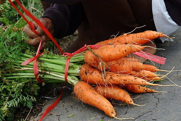 포토 JPG 해외이미지 식물 라이프스타일 손 여자 음식 밭 농업 채소 오렌지 비즈니스 자연 건강 사람 사람없음 초록색 농작물 농장 농경지 쌓기 정원 흙 당근 수확 성장 신선 잡기 그룹 수술 시장 당기기 농부 나무상자 수집 유기농 원예 뿌리 먼지 땅바닥 바이오 밭일 숙성 채식주의자 해외포토 직업 웰빙 산업 컬러 과일 의학 모션 바닥 뿌리채소 취미 생활 신체부위 치료 상자 생태계 채식 파일형식 이미지허브