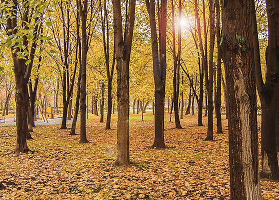 포토 JPG 해외이미지 나무 식물 계절 공원 백그라운드 단풍 잎 오렌지 자연 풍경 사람없음 야외 빨간색 초록색 빛 컬러풀 태양 뷰티 갈색 노란색 환경 맑음 흙 가을 나뭇가지 시골 신선 도시 황금 숲 11월 장면 노려봄 10월 내추럴 해외포토 자연요소 공공시설 컬러 과일 날씨 표정 날짜 생태계 파일형식 이미지허브