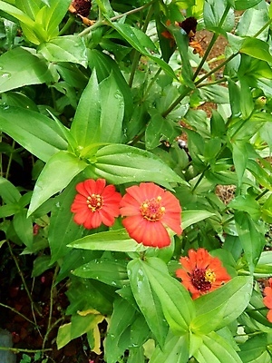 포토 JPG 해외이미지 식물 디자인 공원 꽃잎 꽃 분홍색 백그라운드 잎 꽃무늬 오렌지 자연 추상 국화 사람없음 야외 장식 빨간색 초록색 여름 컬러풀 태양 뷰티 노란색 정원 보라색 봄 벚꽃 신선 개화 원예 내추럴 강렬 여의주 해외포토 자연요소 계절 공공시설 컬러 무늬 과일 취미 생태계 파일형식 이미지허브