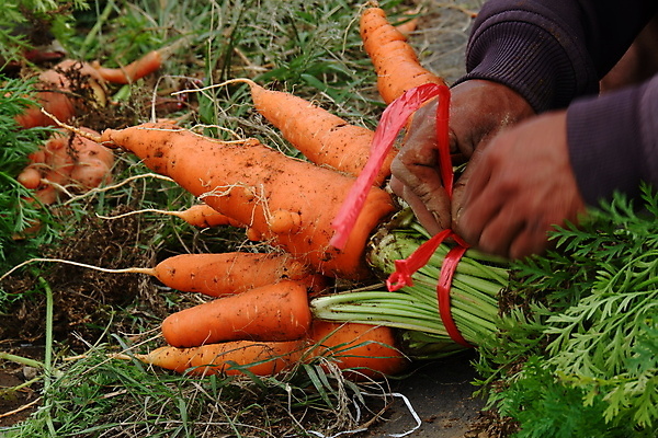 포토 JPG 해외이미지 주간 손 야외 신체부위 농사 농부 해외포토 자연요소 직업 농업 사람 파일형식 이미지허브