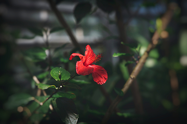 포토 JPG 해외이미지 잎 자연 사람없음 야외 빨간색 나뭇가지 히비스커스 해외포토 나무 식물 꽃 컬러 생태계 파일형식 이미지허브