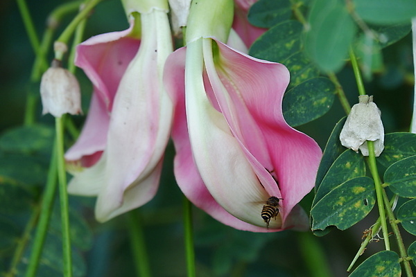 포토 JPG 해외이미지 나무 식물 전통 꽃잎 꽃 음식 백그라운드 잎 꽃무늬 채소 재료 자연 건강 사람없음 야외 빨간색 초록색 뷰티 정원 성장 벚꽃 흰색 나뭇가지 신선 그룹 닫기 허브 유기농 날것 섬유 내추럴 고립 채식주의자 해외포토 웰빙 컬러 무늬 모션 직물 생태계 채식 파일형식 이미지허브