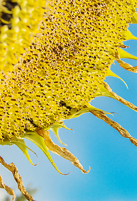 포토 JPG 해외이미지 주간 해바라기 사람없음 야외 해외포토 자연요소 꽃 파일형식 이미지허브