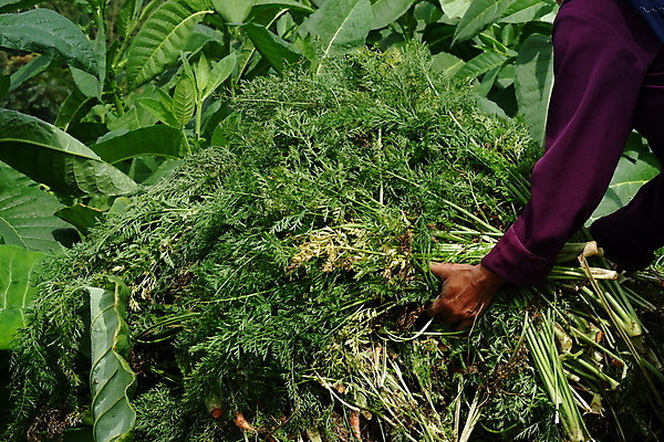 포토 JPG 해외이미지 주간 손 야외 신체부위 농사 농부 해외포토 자연요소 직업 농업 사람 파일형식 이미지허브
