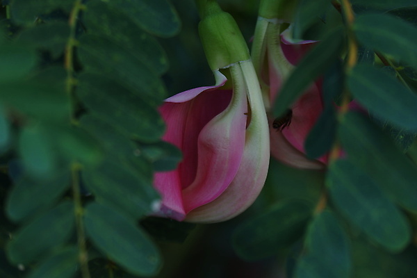 포토 JPG 해외이미지 나무 식물 전통 꽃잎 꽃 음식 백그라운드 잎 꽃무늬 채소 재료 자연 건강 사람없음 야외 빨간색 초록색 뷰티 정원 성장 벚꽃 흰색 나뭇가지 신선 그룹 닫기 허브 유기농 날것 섬유 내추럴 고립 채식주의자 해외포토 웰빙 컬러 무늬 모션 직물 생태계 채식 파일형식 이미지허브