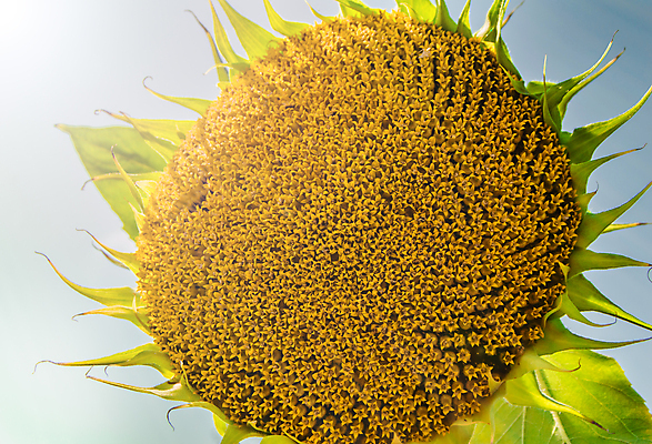포토 JPG 해외이미지 주간 해바라기 근접촬영 사람없음 야외 햇빛 해외포토 자연요소 꽃 뷰포인트 태양 파일형식 이미지허브