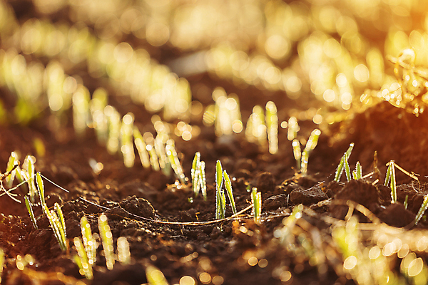 포토 JPG 해외이미지 나무 식물 계절 산업 음식 백그라운드 잎 밭 농업 채소 자연 새로움 건강 씨앗 사람없음 초록색 여름 빛 농작물 농장 새싹 환경 정원 검은색 일몰 흙 봄 성장 시골 신선 작음 땅 시리얼 유기농 먼지 내추럴 땅바닥 모종 묘목 밭일 줄서기 세련 해외포토 웰빙 컬러 컨셉 모션 바닥 노을 크기 생태계 파일형식 이미지허브