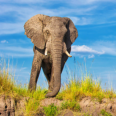 포토 JPG 해외이미지 주간 구름 한마리 야생동물 하늘 초식동물 코끼리 사람없음 야외 풀 해외포토 자연요소 식물 동물 1 포유류 파일형식 이미지허브