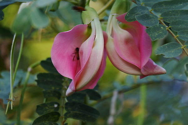 포토 JPG 해외이미지 나무 식물 전통 꽃잎 꽃 음식 백그라운드 잎 꽃무늬 채소 재료 자연 건강 사람없음 야외 빨간색 초록색 뷰티 정원 성장 벚꽃 흰색 나뭇가지 신선 그룹 닫기 허브 유기농 날것 섬유 내추럴 고립 채식주의자 해외포토 웰빙 컬러 무늬 모션 직물 생태계 채식 파일형식 이미지허브