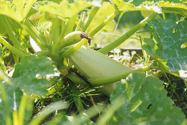 포토 JPG 해외이미지 식물 꽃 음식 백그라운드 잎 농업 텍스트 자연 호박 건강 사람없음 초록색 농장 우주 정원 봄 성장 흰색 정상 박 스쿼시 주키니 해외포토 계절 산업 스포츠 컬러 채소 구기 생태계 파일형식 이미지허브
