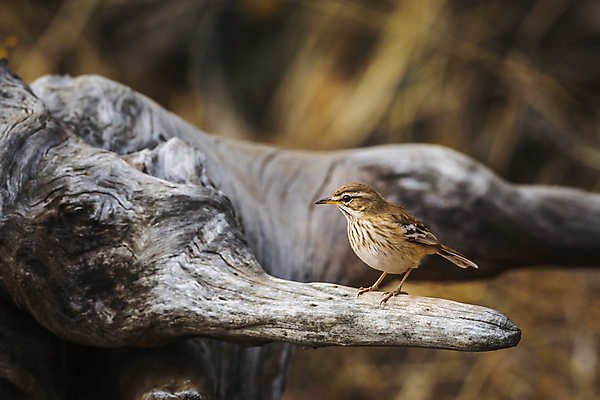 포토 JPG 해외이미지 동물 야생동물 아프리카 자연 조류 국립공원 사람없음 가로 관광지 보호 사파리 남아프리카 보츠와나 보호구역 해외포토 공원 나라 여행 컨셉 생태계 구역 파일형식 이미지허브