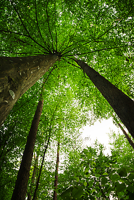 포토 JPG 해외이미지 나무 식물 응시 공원 잎 자연 하늘 왕관 바닥 풍경 사람없음 야외 목재 초록색 여름 빛 햇빛 환경 맑음 봄 나뭇가지 정상 숲 큼 아래 내추럴 해외포토 시선 계절 공공시설 컬러 재료 날씨 태양 크기 방향 생태계 위치 파일형식 이미지허브