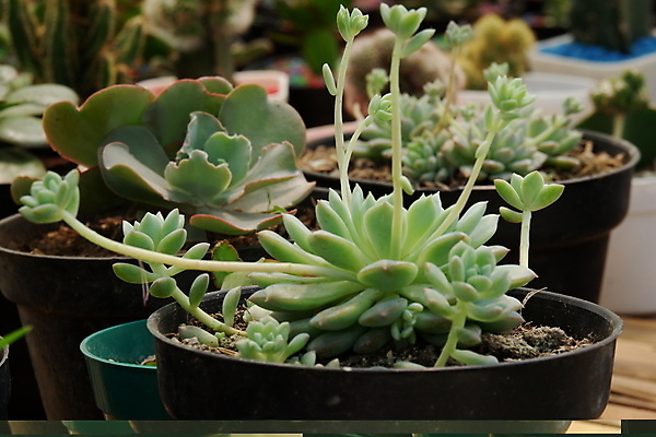 포토 JPG 해외이미지 식물 디자인 꽃 화분 화초 백그라운드 잎 꽃무늬 패턴 자연 탁자 선인장 주택 실내 선물 사람없음 내부 장식 초록색 여름 뷰티 정원 방 사막 성장 흰색 신선 냄비 정상 묘사 원예 리빙 내추럴 고립 스칸디나비아 심기 스타일 해외포토 계절 컬러 가구 무늬 모션 취미 건물 솥 생태계 파일형식 이미지허브