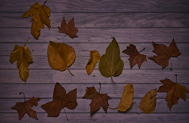 포토 JPG 해외이미지 나무 식물 계절 백그라운드 단풍 잎 텍스트 자연 표면 추상 잔디 사람없음 야외 목재 그래픽 가로 빛 갈색 노란색 환경 성장 가을 시골 죽음 역 고독 땅 허브 순수 생태계 질감 스위치 자원 대각선 내추럴 땅바닥 생태학 옛날 자금 카피스페이스 해외포토 교육 감정 선 컬러 컨셉 돈 무늬 재료 교통시설 바닥 금융 공백 파일형식 이미지허브