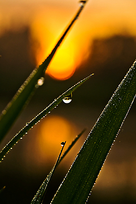 포토 JPG 해외이미지 식물 계절 줄기 백그라운드 잎 자연 하늘 아침 날씨 사람없음 야외 초록색 물 햇빛 환경 정원 봄 거울 젖음 흐름 성장 물방울 신선 액체 칼날 떨어짐 보호 이슬 빗방울 순수 정사각형 광합성 블러 해외포토 주간 자연요소 도형 컬러 컨셉 태양 비_날씨 생태계 파일형식 이미지허브