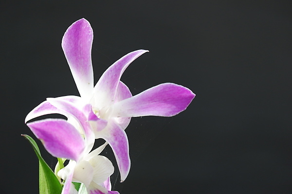 포토 JPG 해외이미지 식물 꽃잎 꽃 분홍색 꽃다발 백그라운드 꽃무늬 자연 사람없음 장식 여름 컬러풀 뷰티 정원 보라색 봄 활발 벚꽃 흰색 신선 개화 난초 우아함 제비꽃 묘사 꽃가루 호접란 잡종 내추럴 고립 이국적 해외포토 계절 컬러 컨셉 무늬 가루 생태계 파일형식 이미지허브