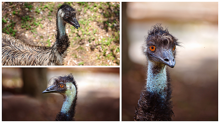 포토 JPG 해외이미지 동물 응시 얼굴 야생동물 자연 조류 서기 사람없음 야외 농장 갈색 머리 힘 닫기 호주 큼 엿보기 손목시계 깃털 묘사 속도 호기심 시력 부리 목 모음 타조 고립 해외포토 시선 감정 시계 컬러 컨셉 농업 장신구 모션 신체부위 오세아니아 크기 생태계 파일형식 이미지허브