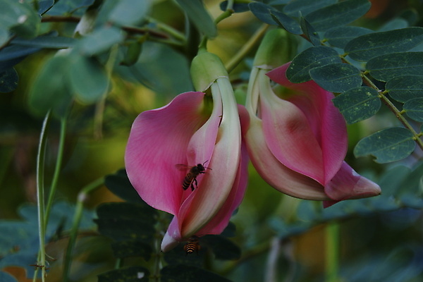 포토 JPG 해외이미지 나무 식물 전통 꽃잎 꽃 음식 백그라운드 잎 꽃무늬 채소 재료 자연 건강 사람없음 야외 빨간색 초록색 뷰티 정원 성장 벚꽃 흰색 나뭇가지 신선 그룹 닫기 허브 유기농 날것 섬유 내추럴 고립 채식주의자 해외포토 웰빙 컬러 무늬 모션 직물 생태계 채식 파일형식 이미지허브