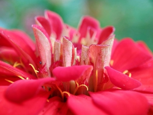 포토 JPG 해외이미지 식물 디자인 공원 꽃잎 꽃 분홍색 백그라운드 잎 꽃무늬 오렌지 자연 추상 국화 사람없음 야외 장식 빨간색 초록색 여름 컬러풀 태양 뷰티 노란색 정원 보라색 봄 벚꽃 신선 개화 원예 내추럴 강렬 여의주 해외포토 자연요소 계절 공공시설 컬러 무늬 과일 취미 생태계 파일형식 이미지허브