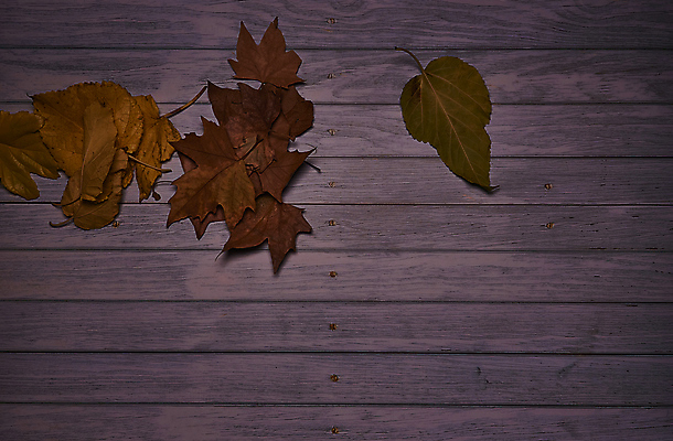 포토 JPG 해외이미지 나무 식물 계절 백그라운드 단풍 잎 텍스트 자연 표면 추상 잔디 사람없음 야외 목재 그래픽 가로 빛 갈색 노란색 환경 성장 가을 시골 죽음 역 고독 땅 허브 순수 생태계 질감 스위치 자원 대각선 내추럴 땅바닥 생태학 옛날 자금 카피스페이스 해외포토 교육 감정 선 컬러 컨셉 돈 무늬 재료 교통시설 바닥 금융 공백 파일형식 이미지허브