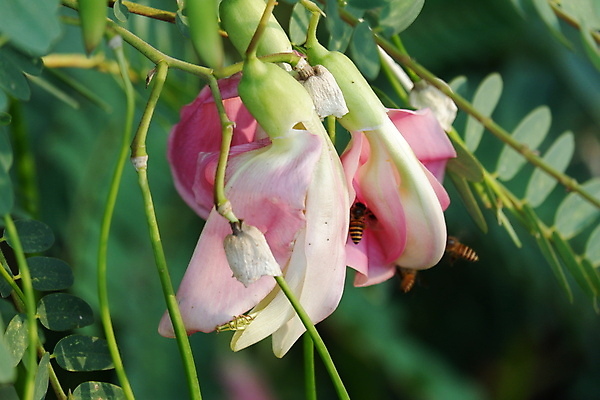 포토 JPG 해외이미지 나무 식물 전통 꽃잎 꽃 음식 백그라운드 잎 꽃무늬 채소 재료 자연 건강 사람없음 야외 빨간색 초록색 뷰티 정원 성장 벚꽃 흰색 나뭇가지 신선 그룹 닫기 허브 유기농 날것 섬유 내추럴 고립 채식주의자 해외포토 웰빙 컬러 무늬 모션 직물 생태계 채식 파일형식 이미지허브