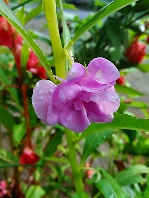 포토 JPG 해외이미지 식물 꽃잎 꽃 줄기 분홍색 꽃다발 백그라운드 잎 2 꽃무늬 채소 자연 함께함 사람없음 빨간색 초록색 여름 컬러풀 뷰티 정원 보라색 성장 벚꽃 신선 개화 허브 내추럴 강렬 추출 해외포토 계절 컬러 컨셉 무늬 생태계 파일형식 이미지허브