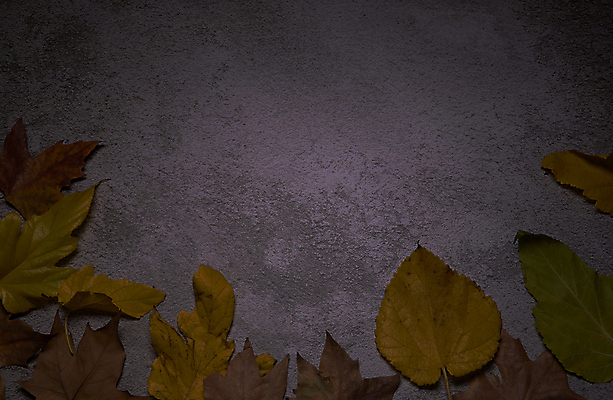 포토 JPG 해외이미지 나무 식물 계절 백그라운드 단풍 잎 텍스트 자연 표면 추상 잔디 사람없음 야외 목재 그래픽 가로 빛 갈색 노란색 환경 성장 가을 시골 죽음 역 고독 땅 허브 순수 생태계 질감 스위치 자원 대각선 내추럴 땅바닥 생태학 옛날 자금 카피스페이스 해외포토 교육 감정 선 컬러 컨셉 돈 무늬 재료 교통시설 바닥 금융 공백 파일형식 이미지허브